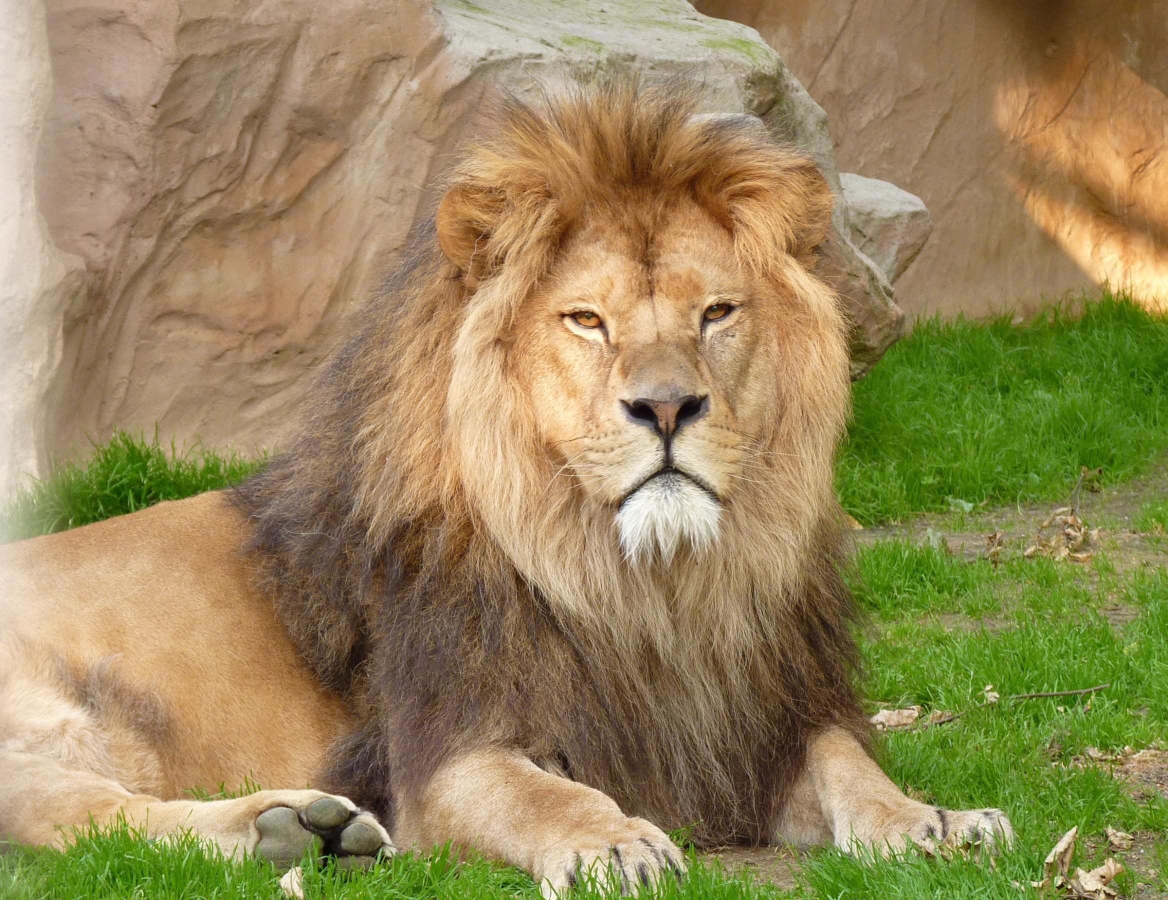 Male Lion resting at Neuwied Zoo